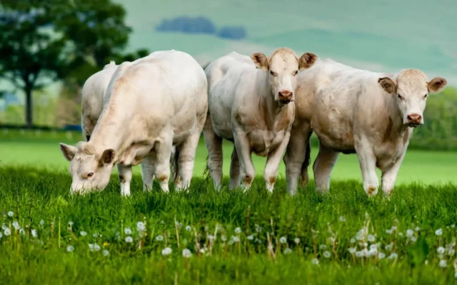 3 kalveren grazend in de weide